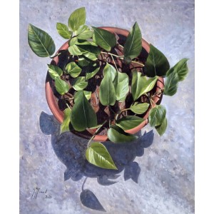 S. M. Fawad, Money Plant, 20 x 25 Inch, Oil on Canvas, Realistic Painting, AC-SMF-244